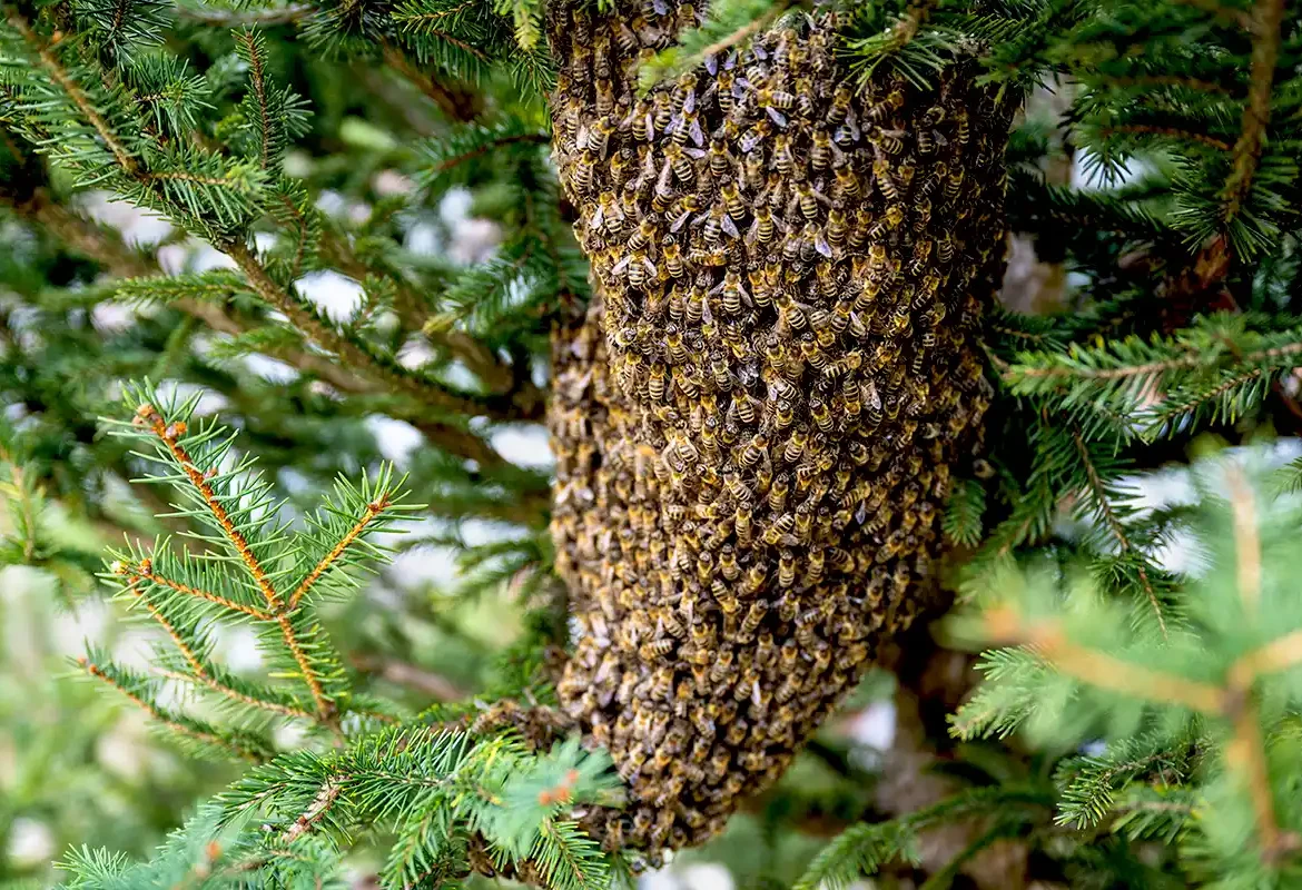 Bees swarming