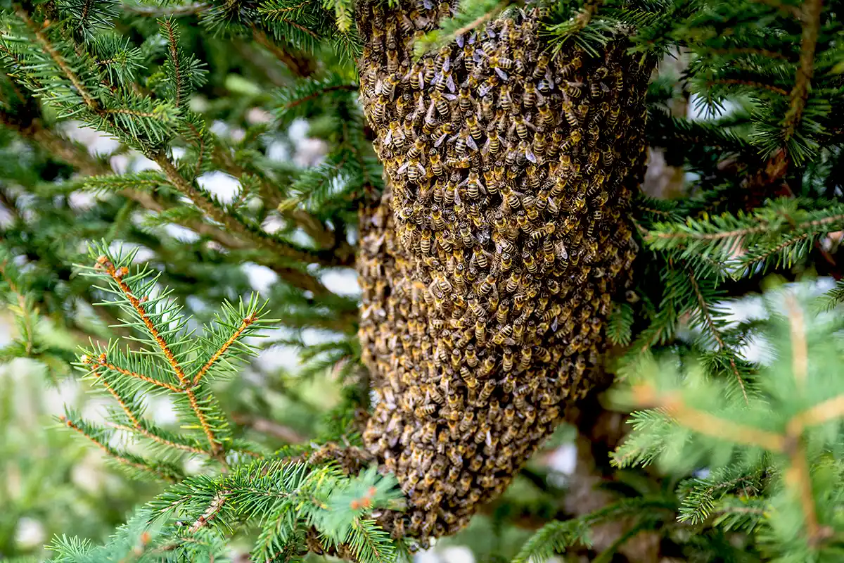 Bees swarming