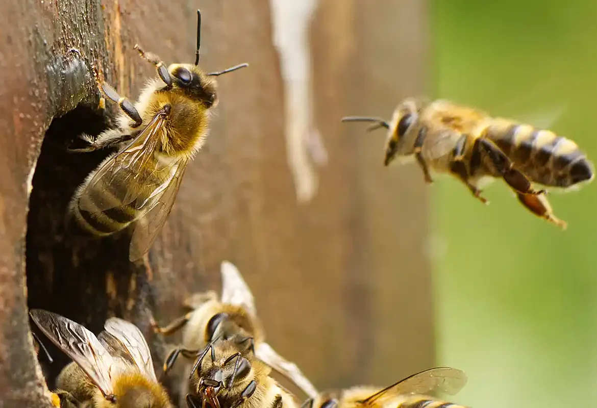 bees entering hive