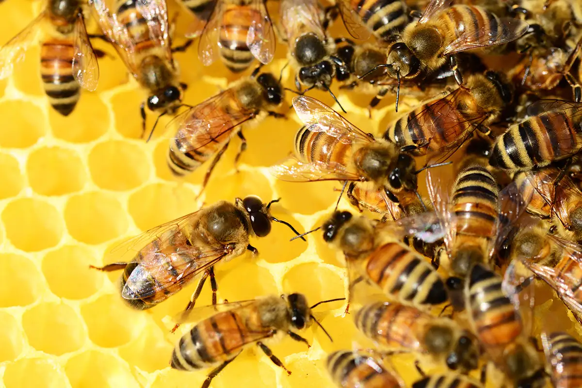 Honey bees in a hive