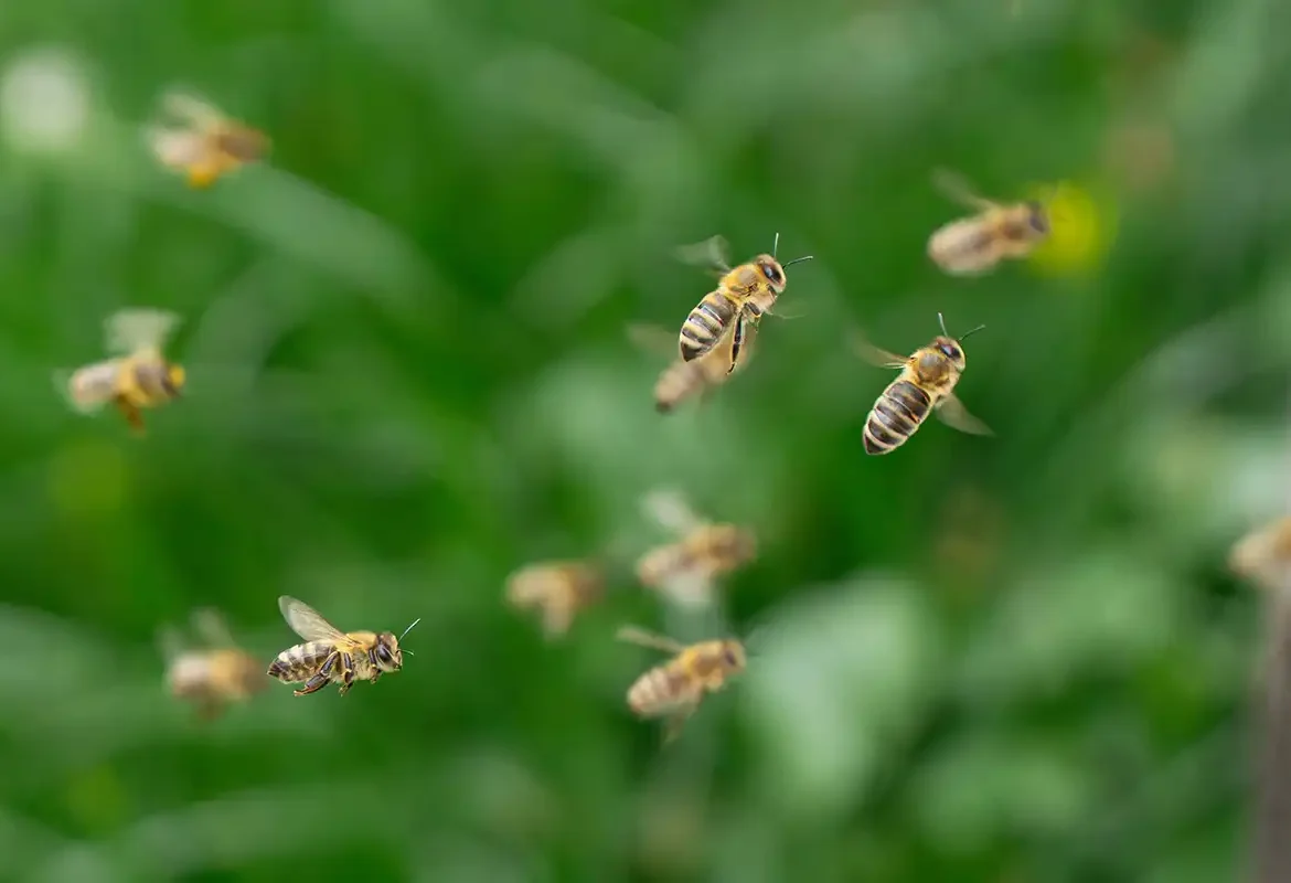 Killer Bees in flight
