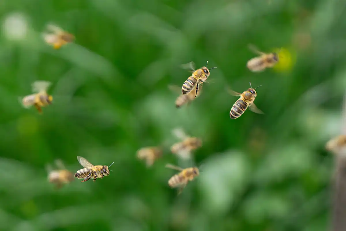 Killer Bees in flight